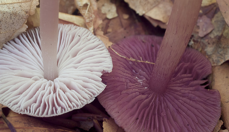 Mycena pelianthina